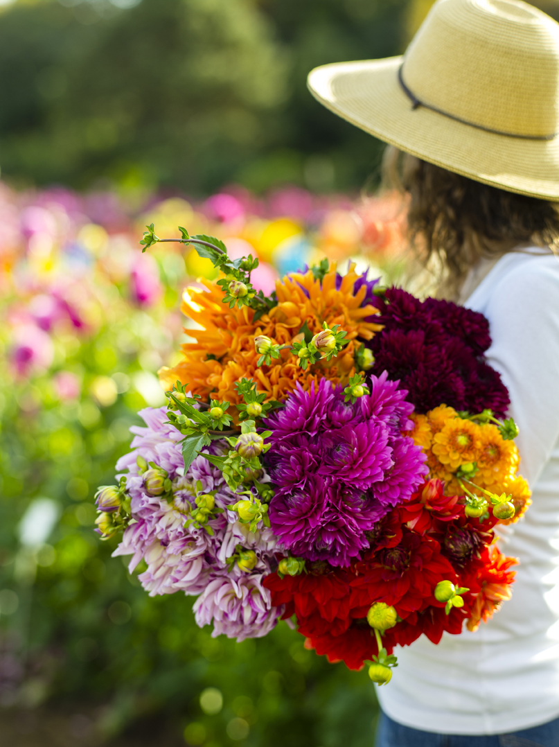 Flower Room There are few joys in life greater than harvesting a bouquet of homegrown flowers. With that sentiment in mind, we’re growing all of our favorites for wild garden bouquets in one spot. Meander among the steel beds and you’ll notice that they’ve been planted to represent the way a bouquet comes together, with individual beds dedicated to greenery, focal flowers, and secondary flowers. Along the periphery, the in-ground plantings mix all three components together. Design: Homestead Design Collective Special Thanks To: Annie’s Annuals & Perennials, Burpee, David Austin Roses, King Mums, Sonoma Materials, Steel Geisha Designs, Sunset Western Garden Collection