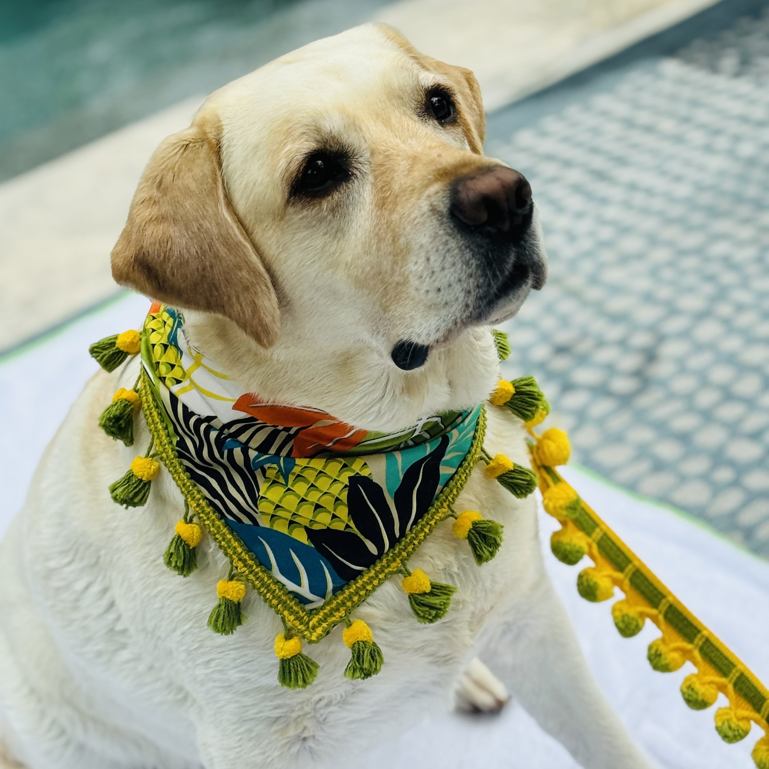 Pawnapple Paradise Dog Bandana