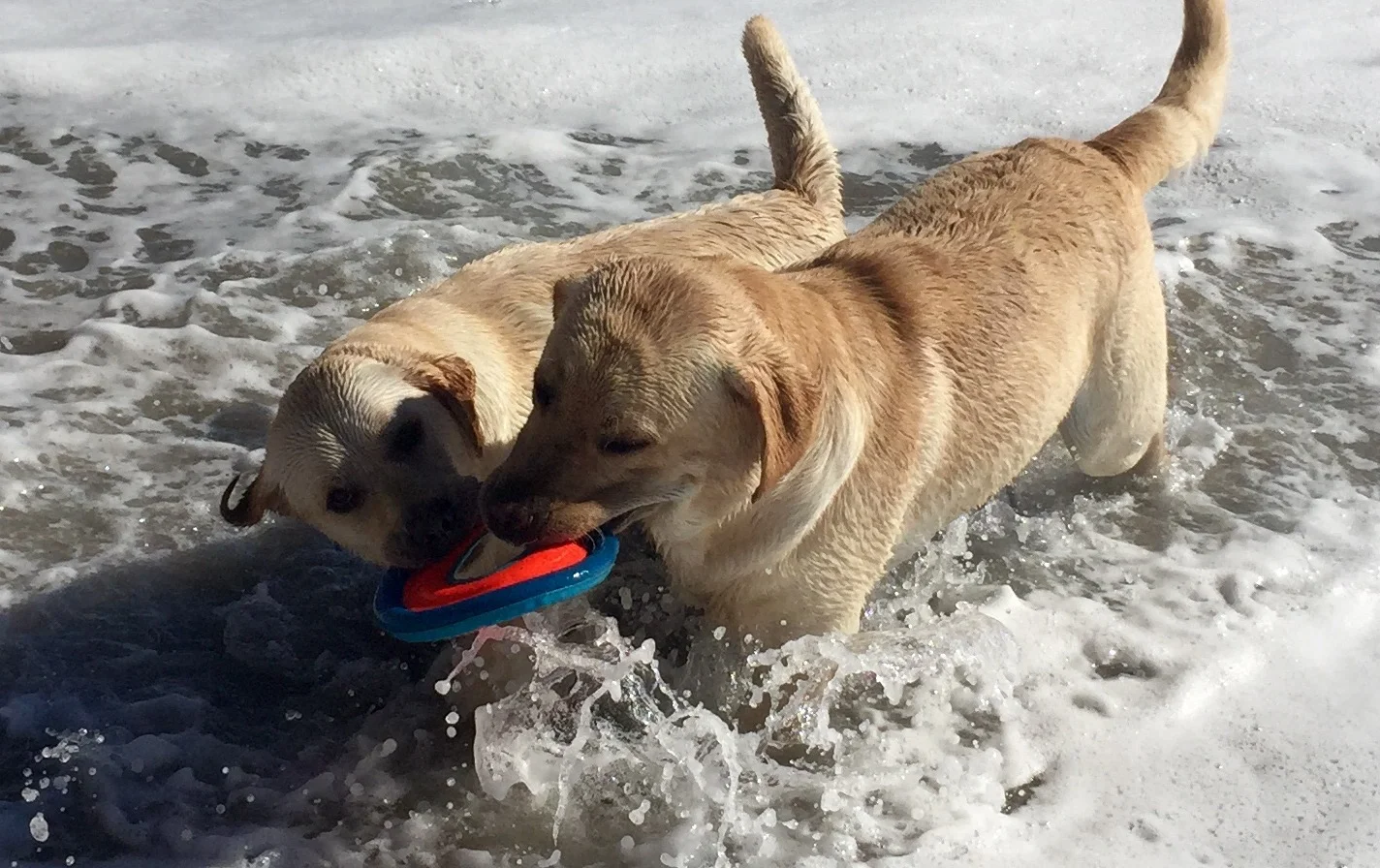Dog Friendly Beach Santa Barbara
