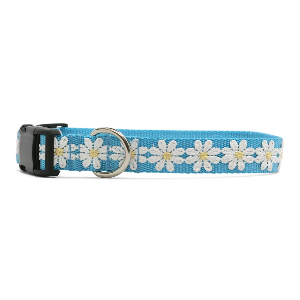 Shasta Daisy Blue Collar