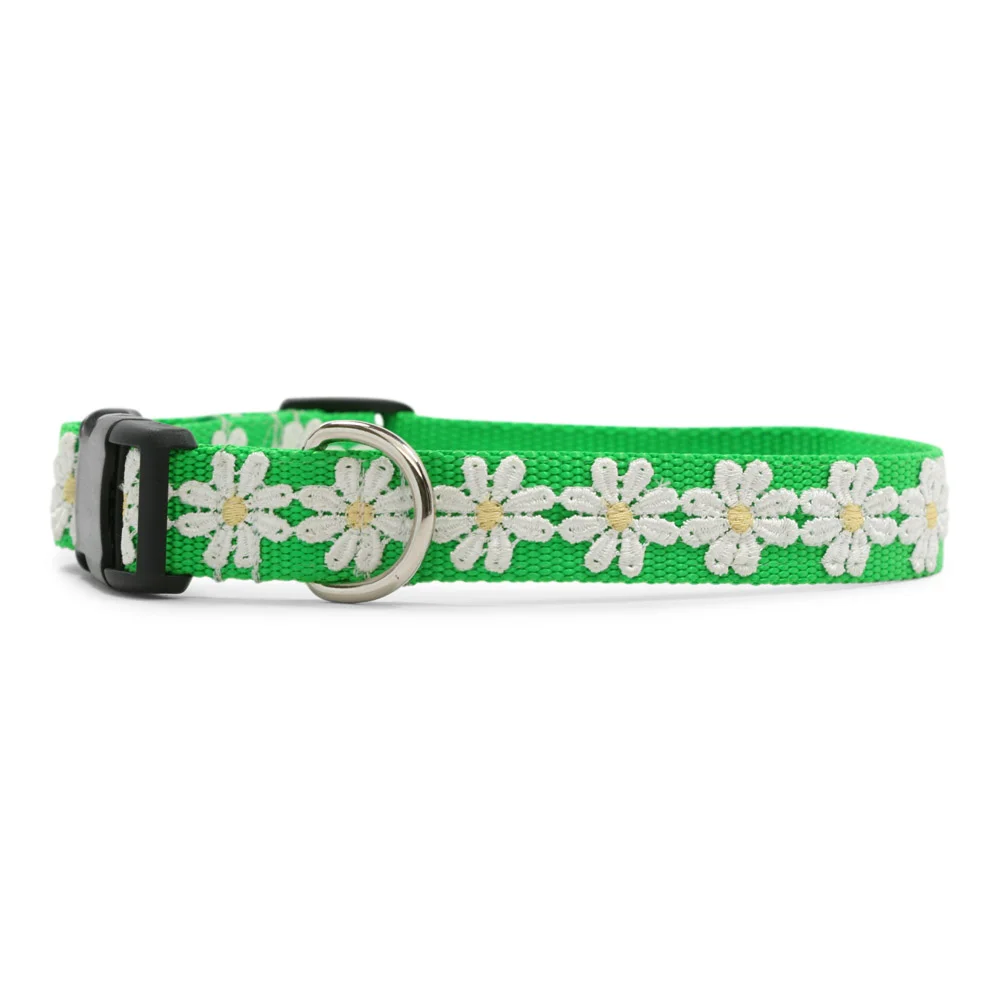 Shasta Daisy Green Dog Collar