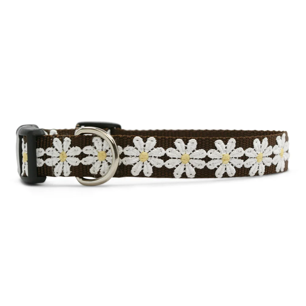 Shasta Daisy Brown Dog Collar