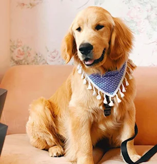 Blue Dot Dog Bandana with Tassels — Collar Me Crazee