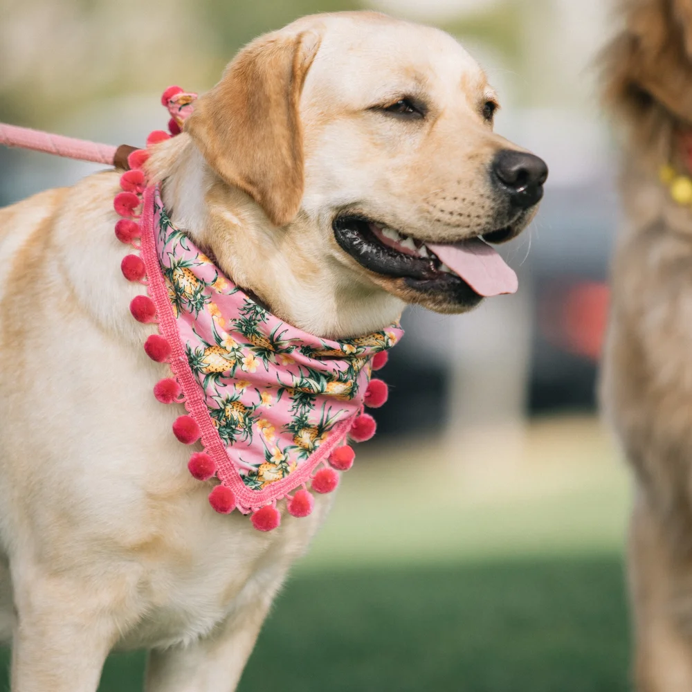 Pink Pineapples With Pink Pom Poms Collar Me Crazee
