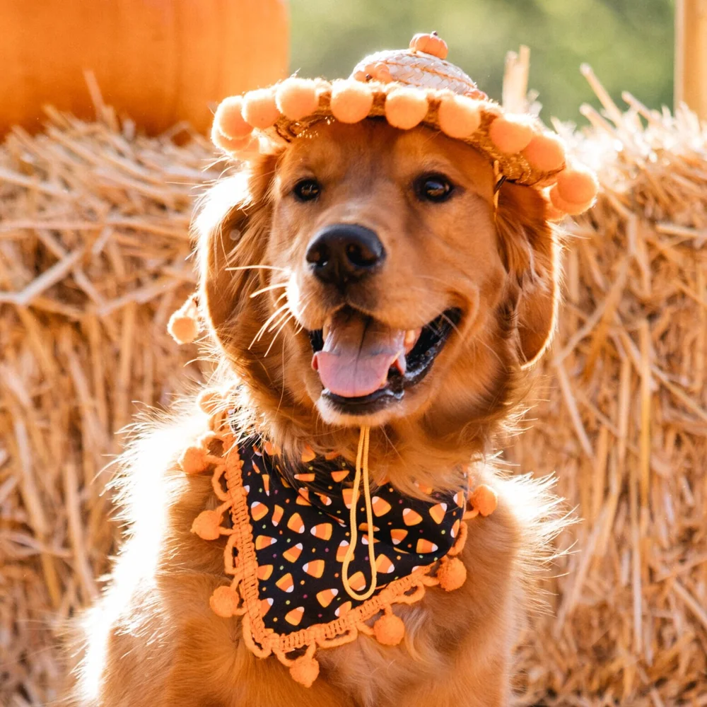 Candy Corn Dog Bandana — Collar Me Crazee - Main Image