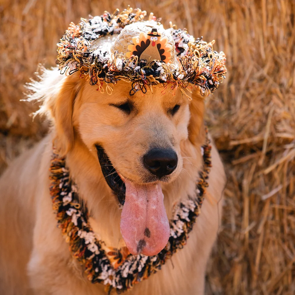 Gobble Till You Wobble Dog Sun Hat — Collar Me Crazee