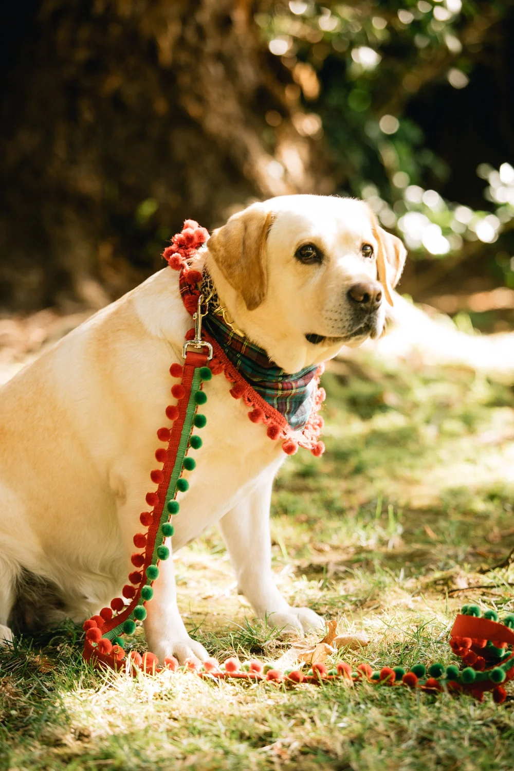 Red And Green Pom Pom Leash Collar Me Crazee