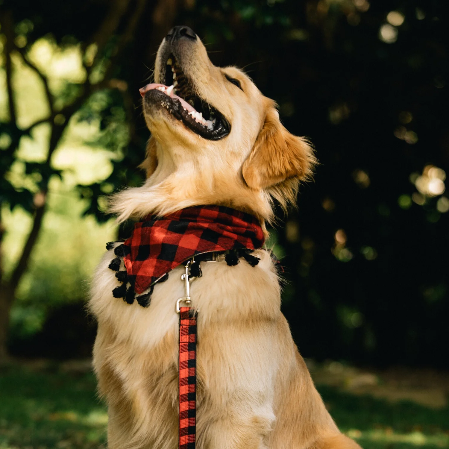 The Huntington Red Black Collar and Leash — Collar Me Crazee