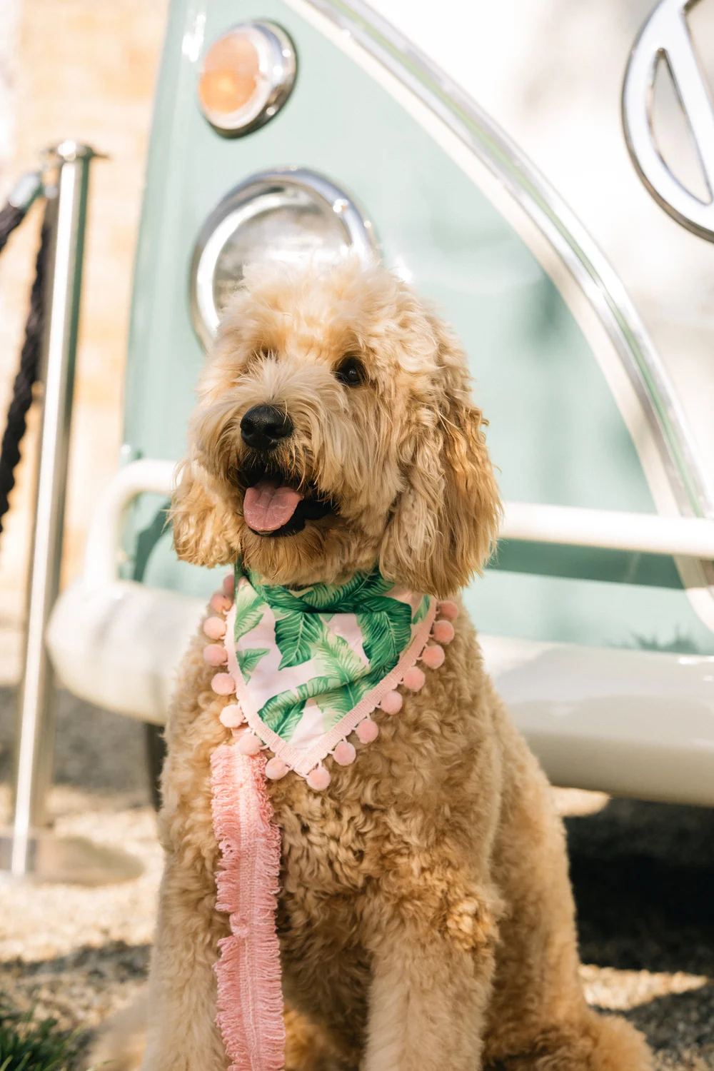 Pom Pom Springs Bandana — Collar Me Crazee