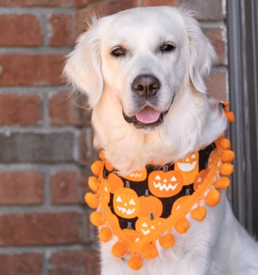 Glow in the Dark Pumpkins Dog Bandana — Collar Me Crazee