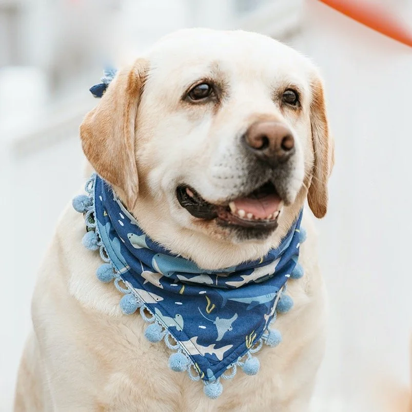 Collar Me Crazee Spring-Summer Photoshoot-40_websize.jpeg