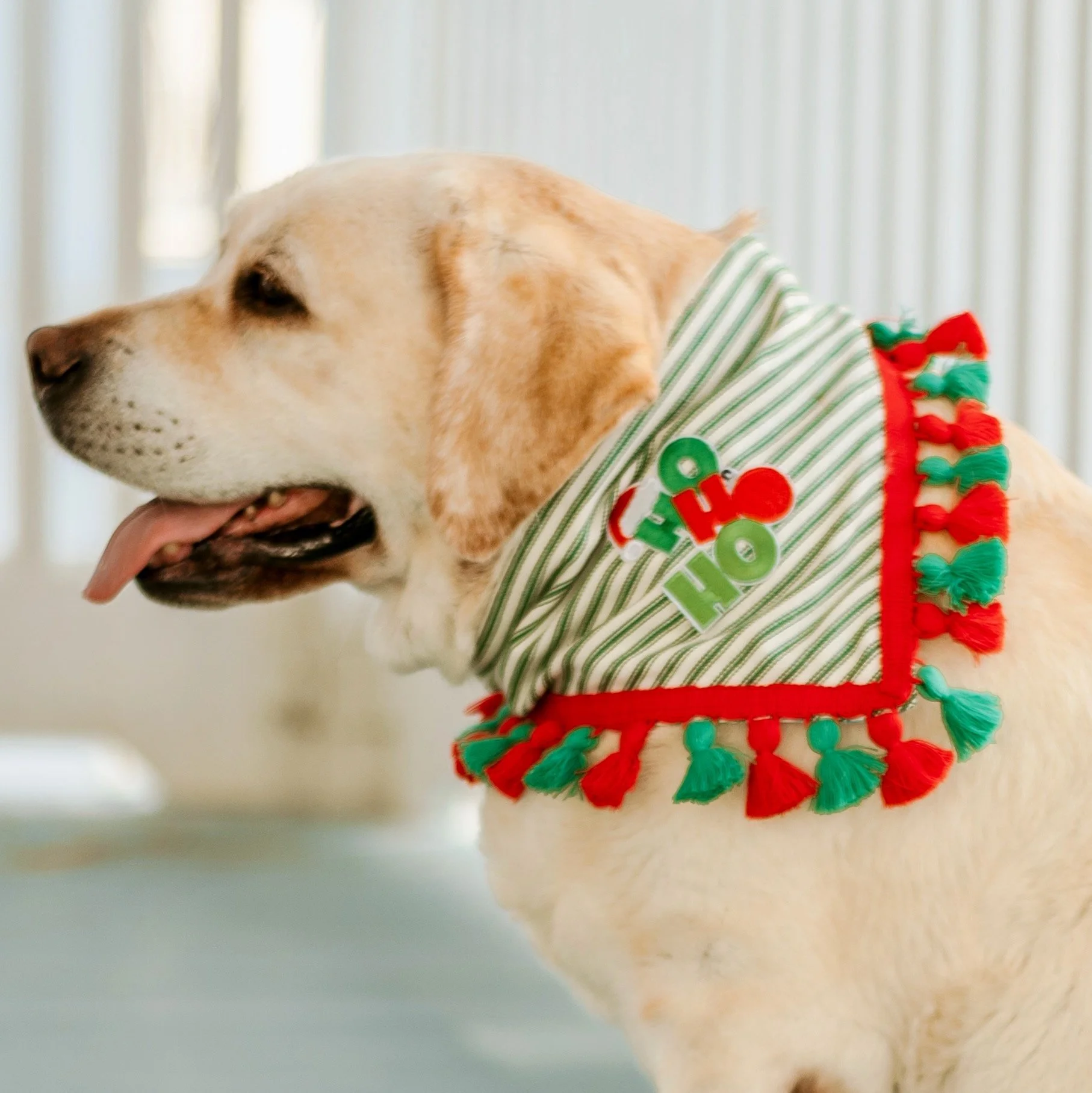 Collar Me Crazee Holiday Collection 2022-6.jpeg