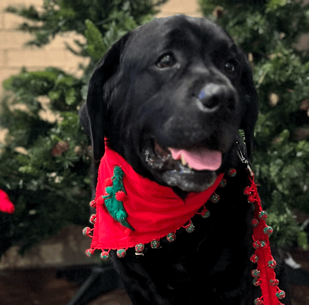 Pom Pom Christmas Tree Bandana — Collar Me Crazee