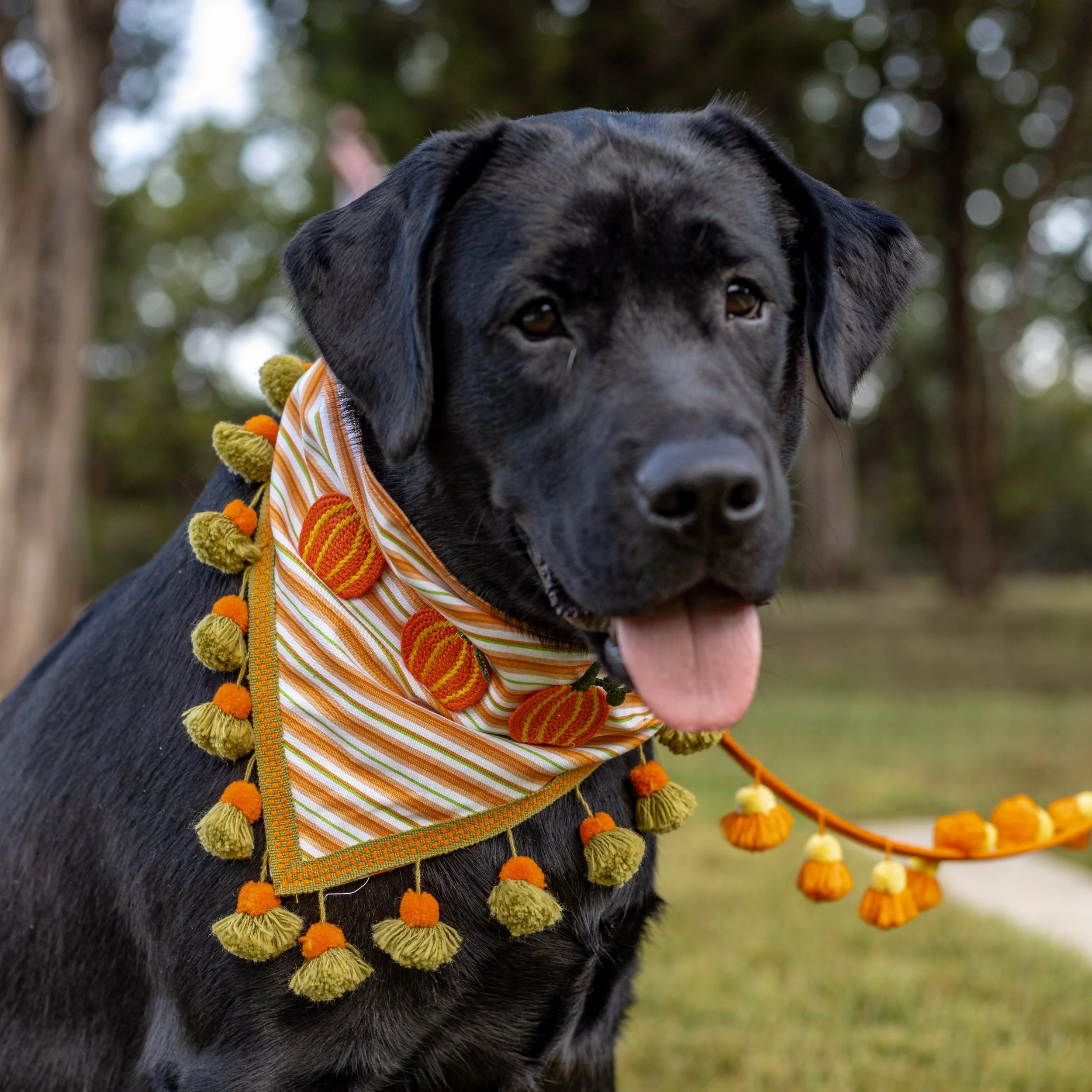 Pumpkins and Stripes Bandana
