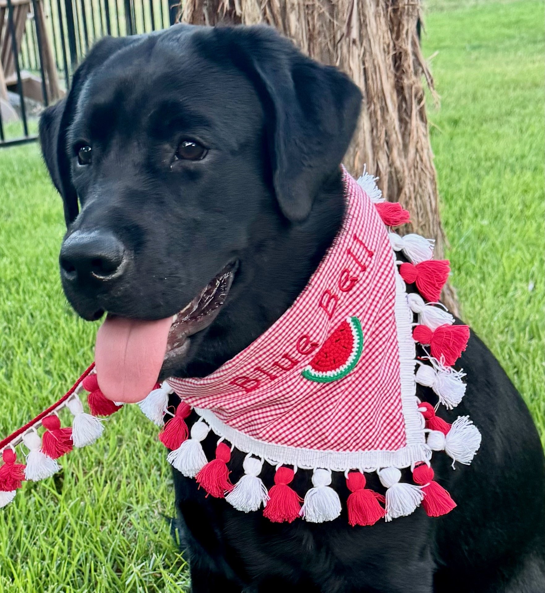 Watermelon Summer Slice Bandana