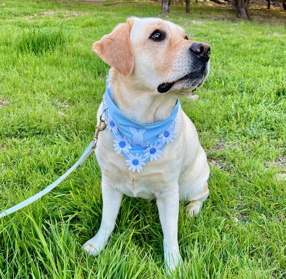 Some Bunny Loves You Light Blue Dog Bandana Collar Me Crazee