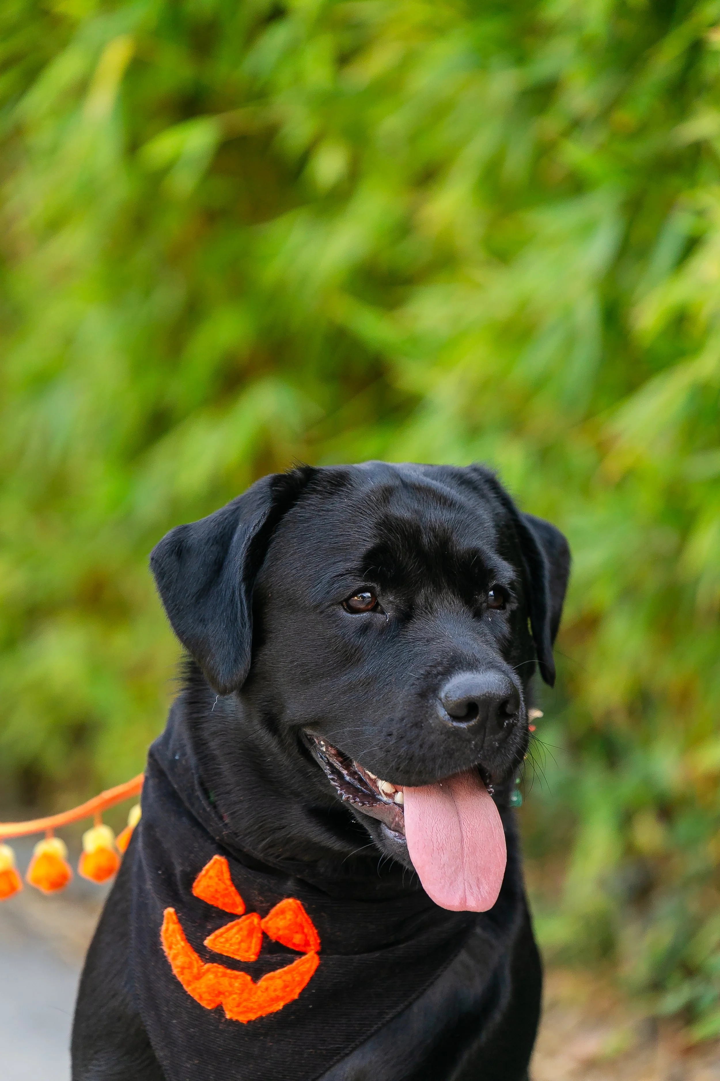 Fuzzy Happy Face Pumpkin Bandana
