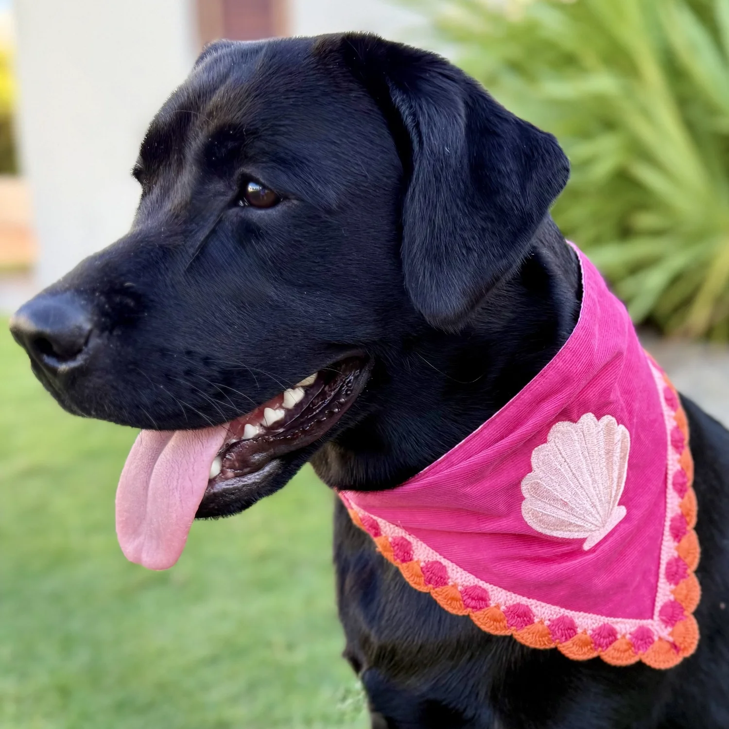 Scallop Shell Pink Dog Bandana  Collar Me Crazee