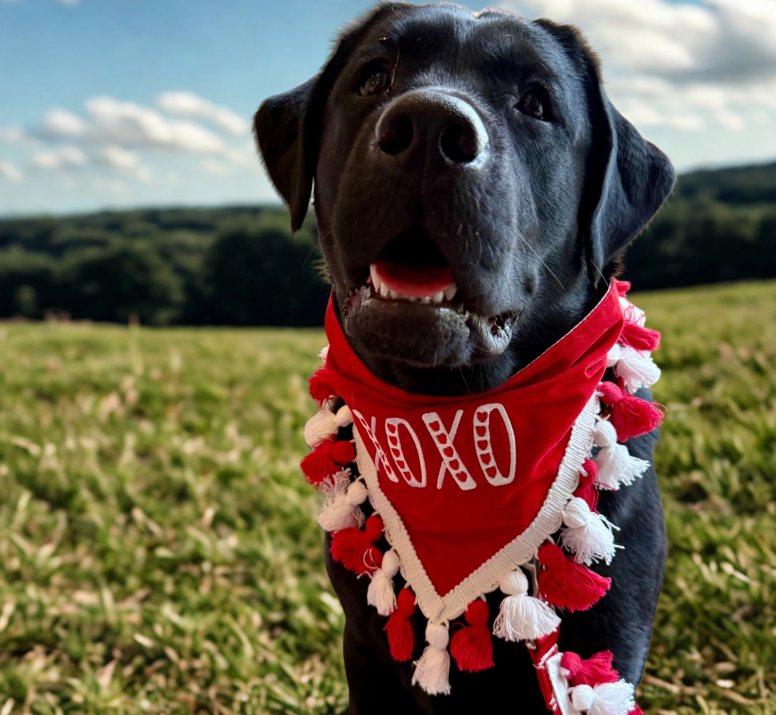 XOXO Red Love Dog Bandana