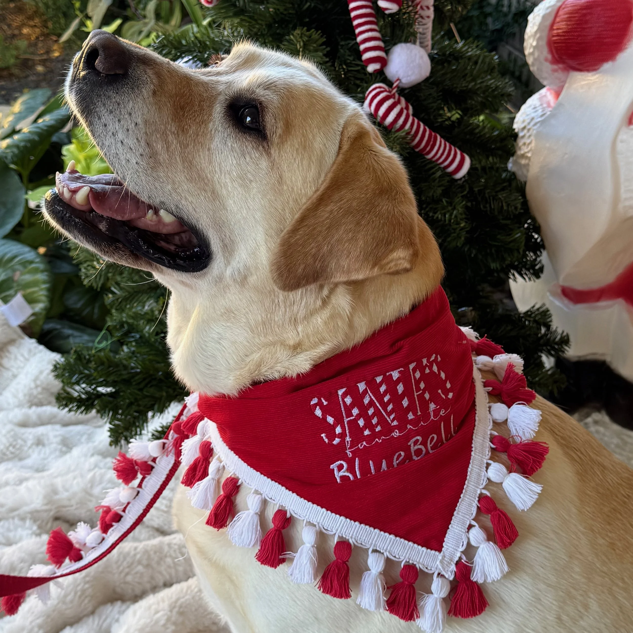 Santas Favorite Bandana