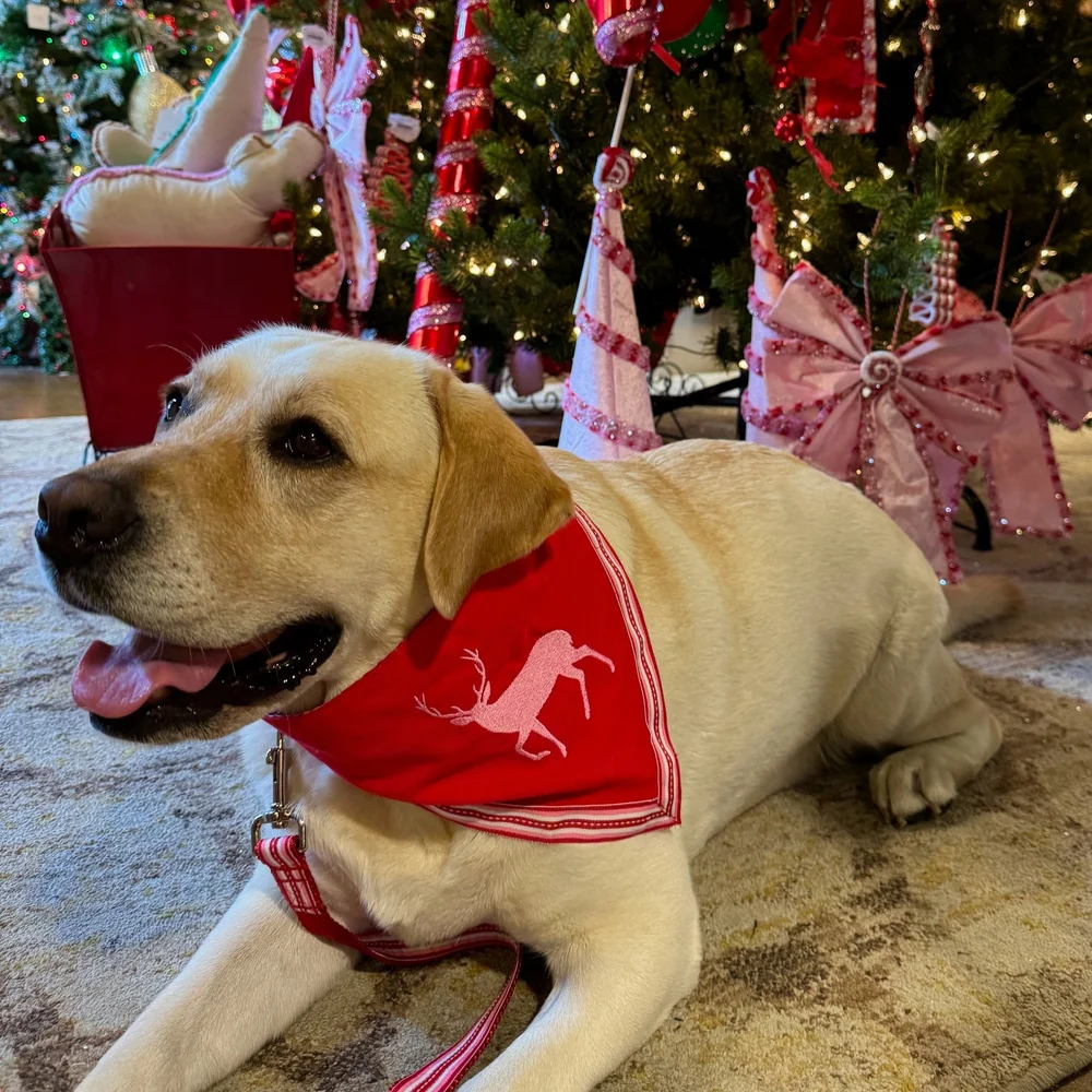 Christmas Jumper Labrador Christmas Costume Extra-Large Christmas
