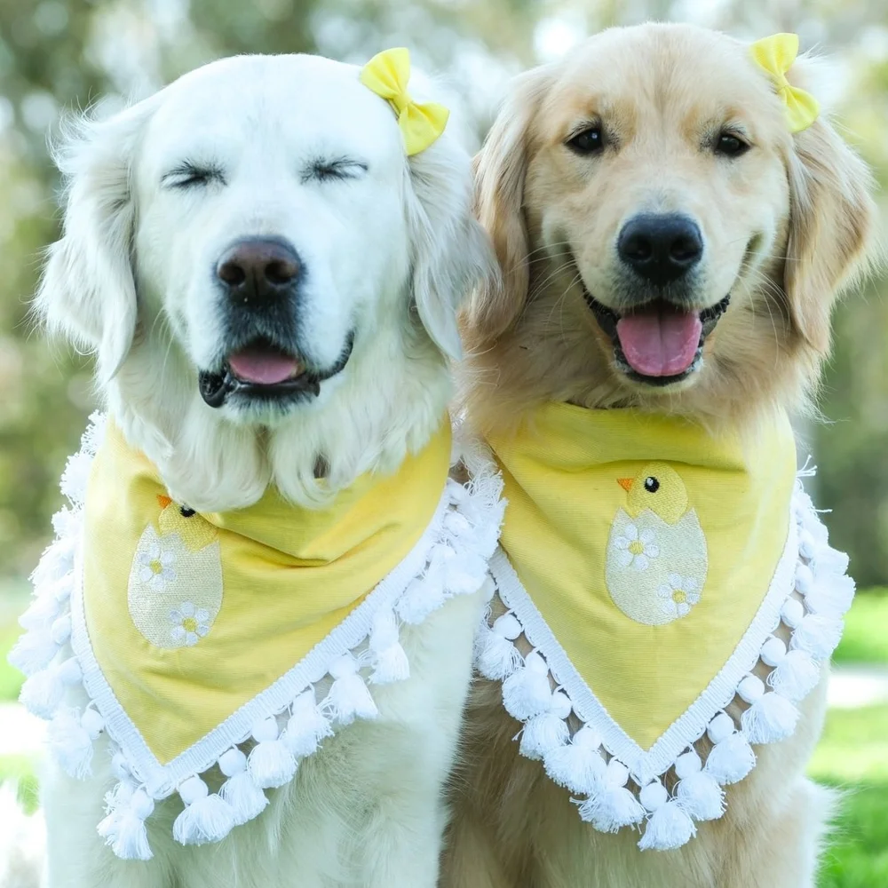 slim fit dress slacks Handmade Cinderella Puppy Costume Dog Dress  Rocky & Maggie's