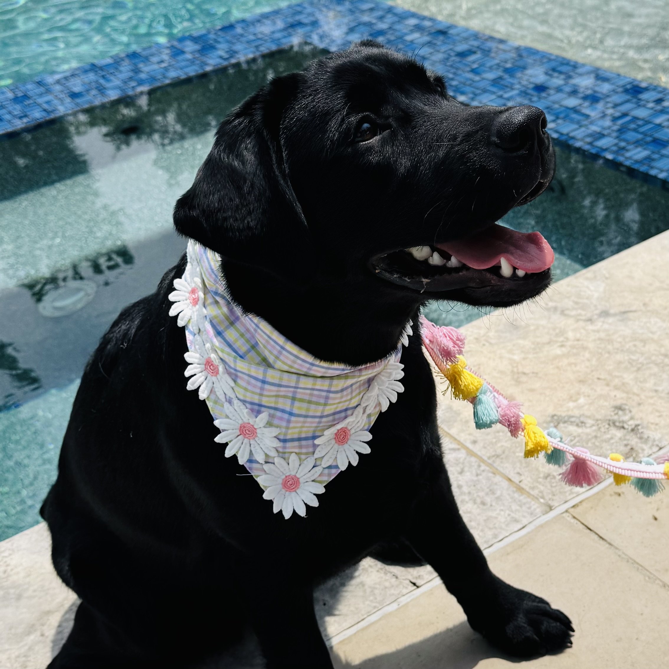 Pastel Plaid Daisy Dog Bandana