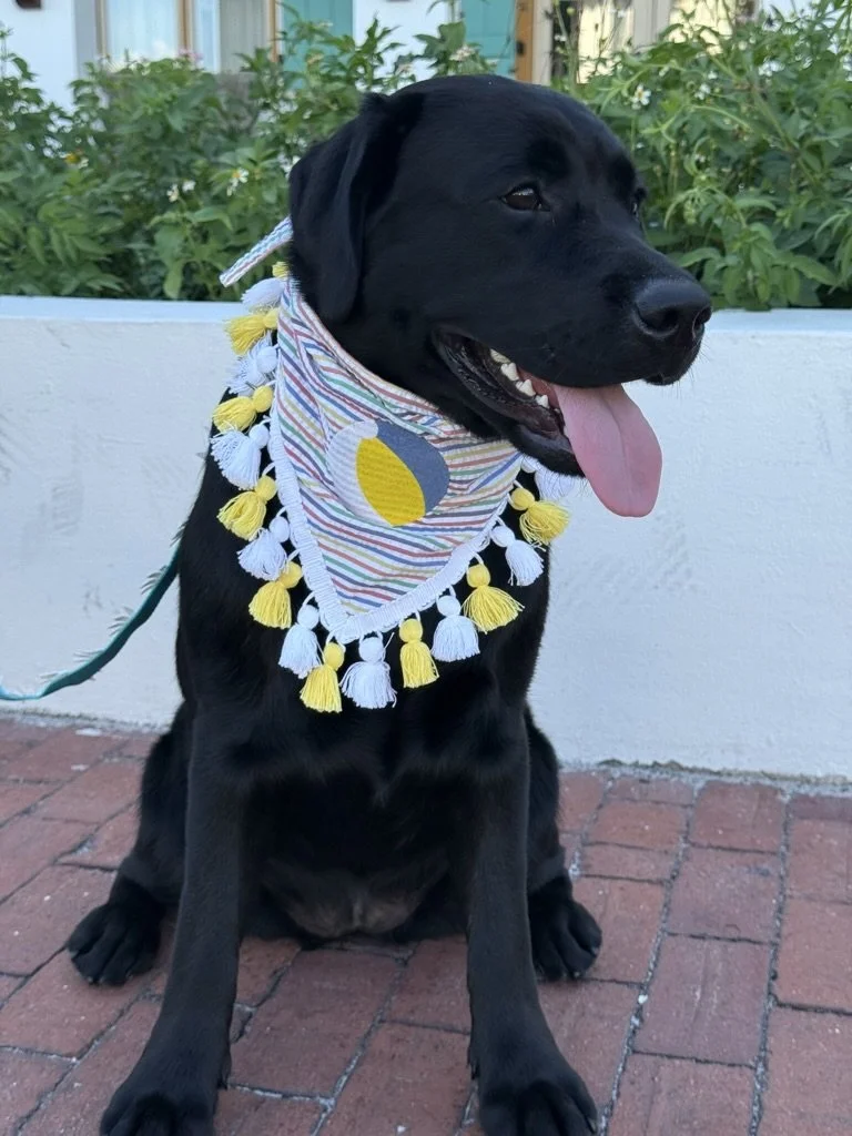 Bright Beach Ball Dog Bandana