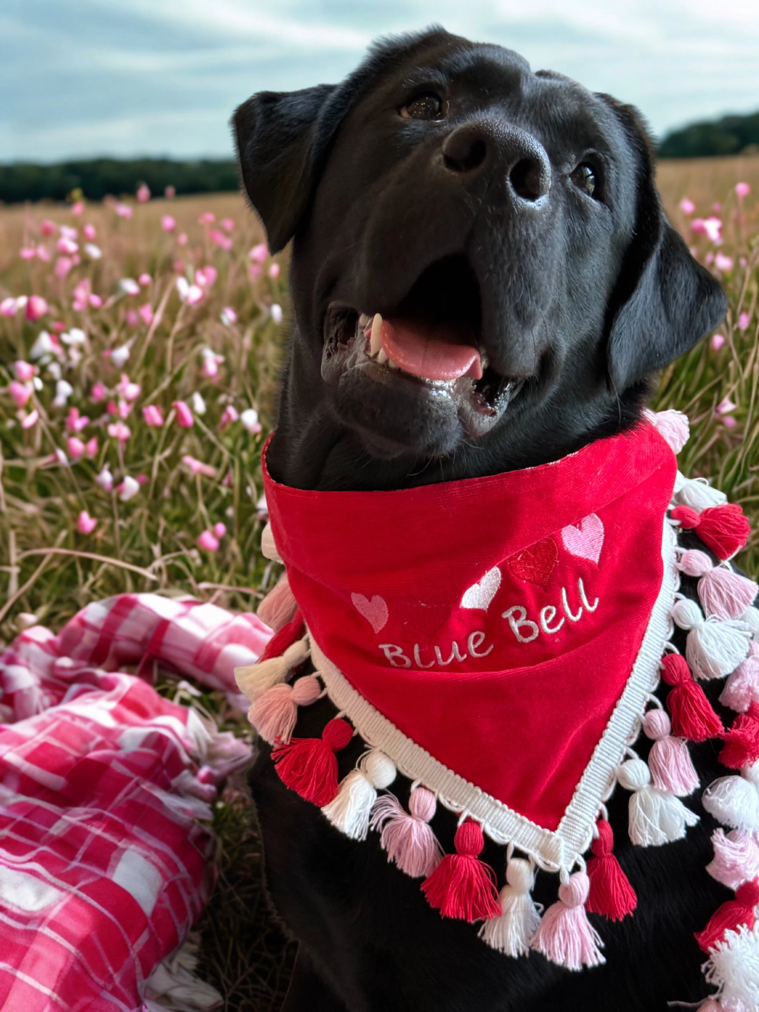 c6234296-12f8-4cd1-b9b7-96dd8a37ab1a (1).jpg