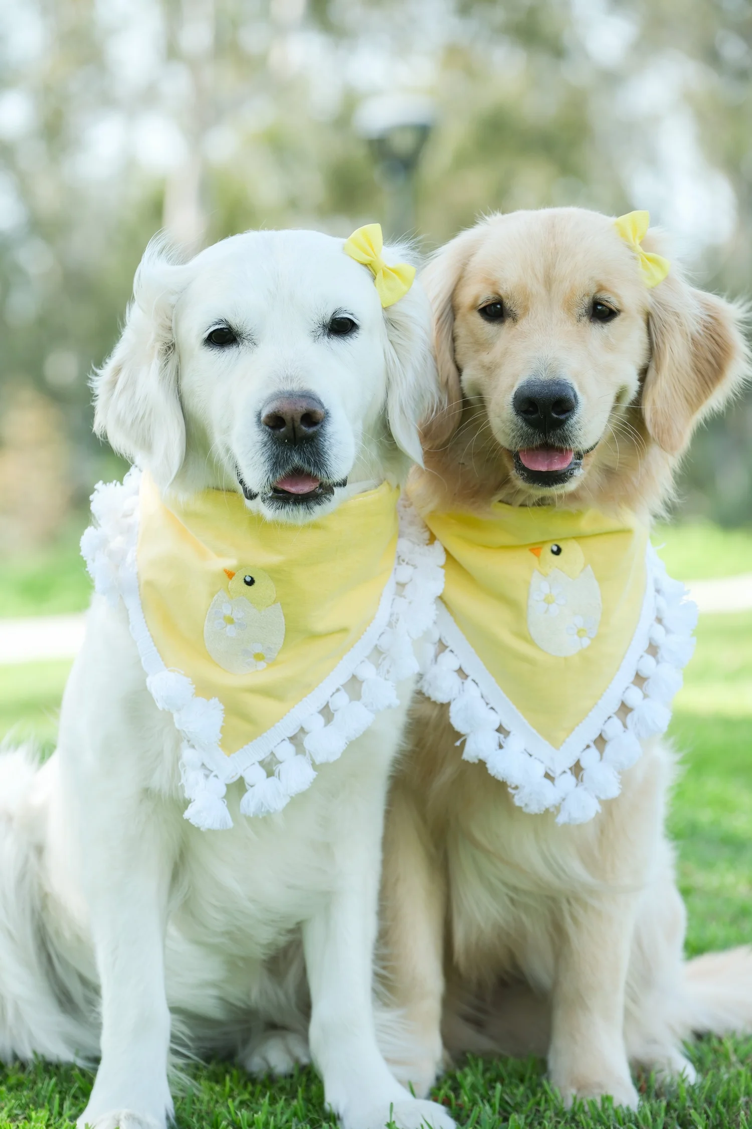 Yellow Chick Dog Bandana  Collar Me Crazee