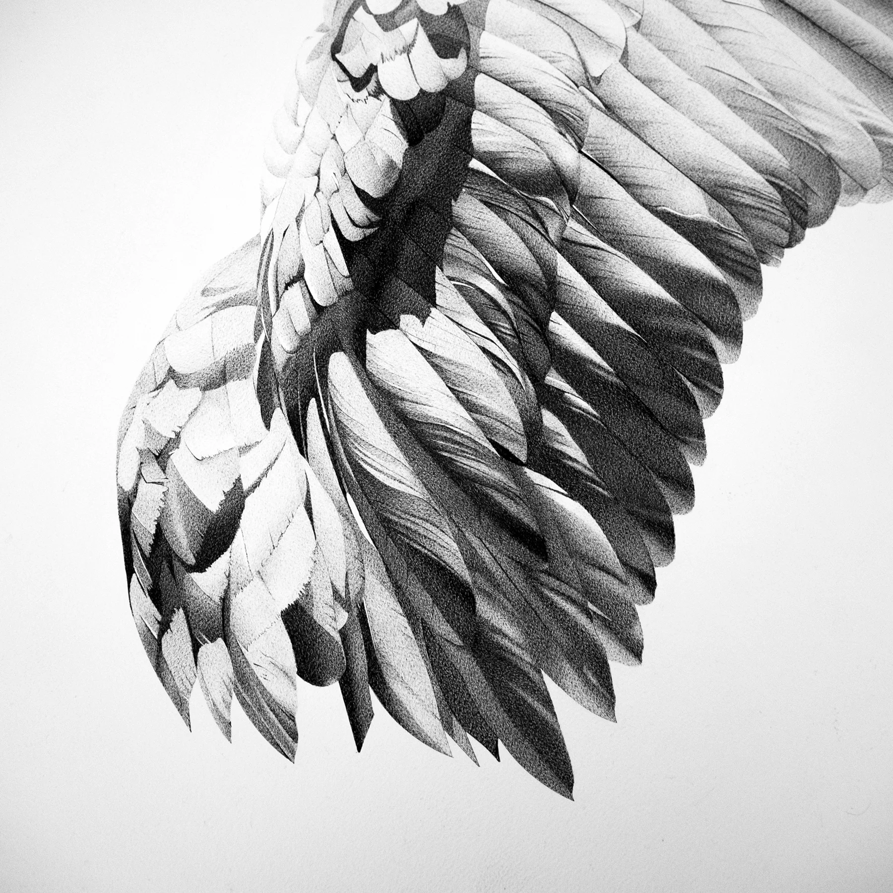 WHITE ANGEL WING detail
