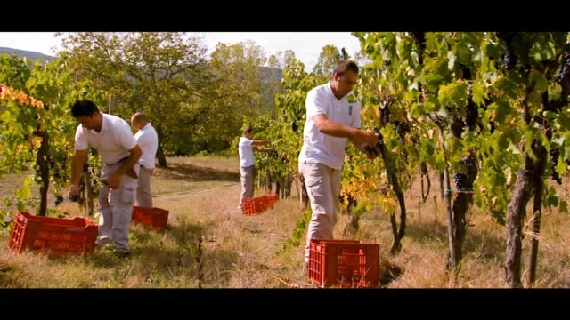 Bay Area Environmental Film