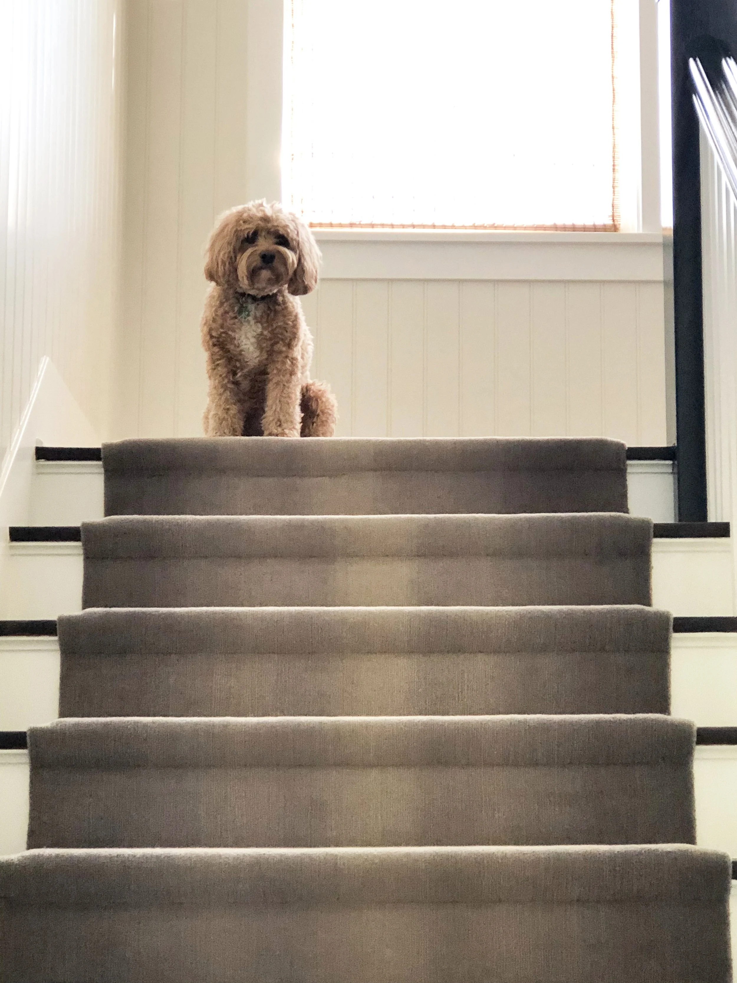 A small, fluffy brown dog sitting on carpeted stairs in front of a window with blinds, with bright sunlight coming through.