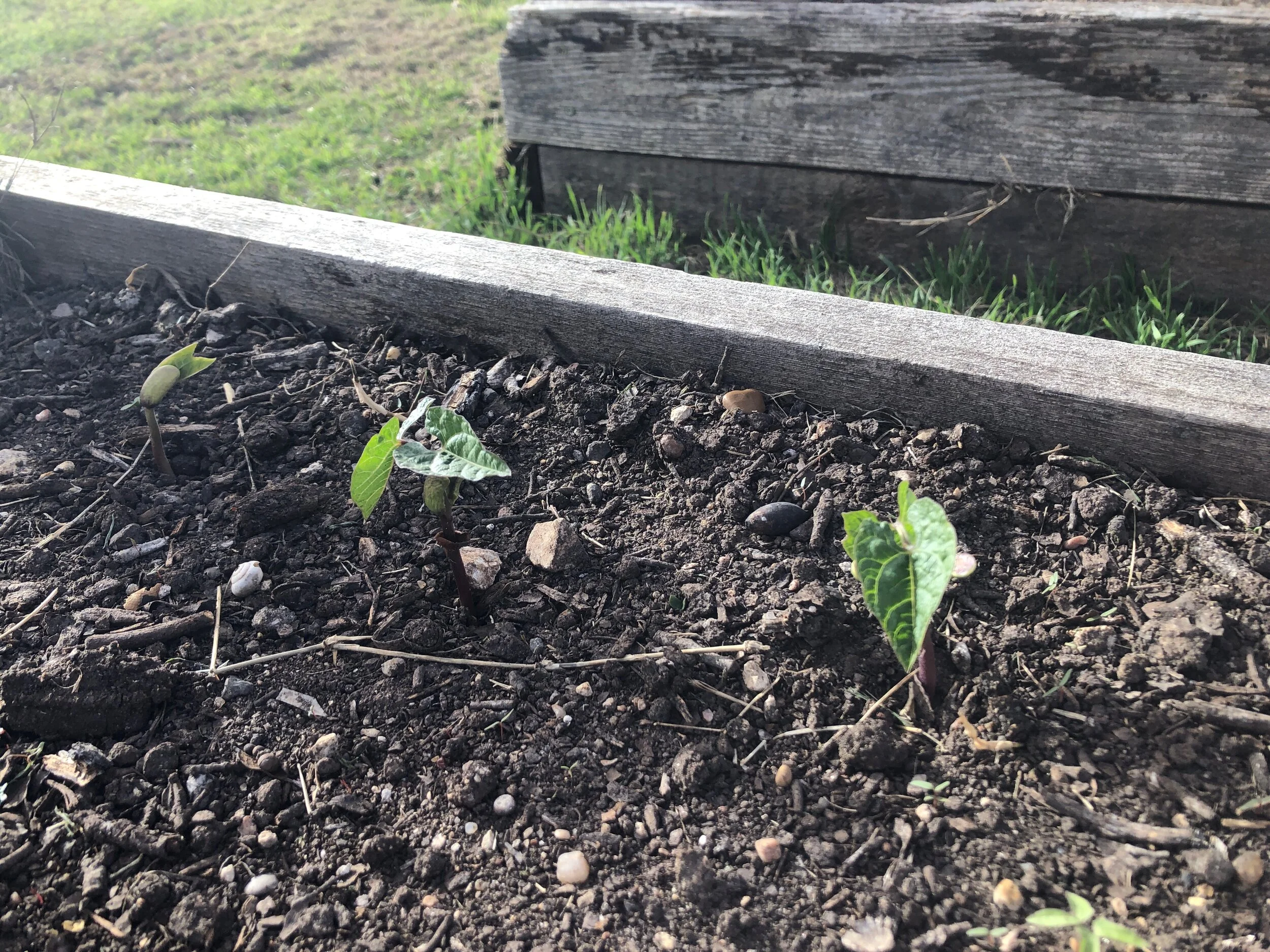 Newly sprouting beans