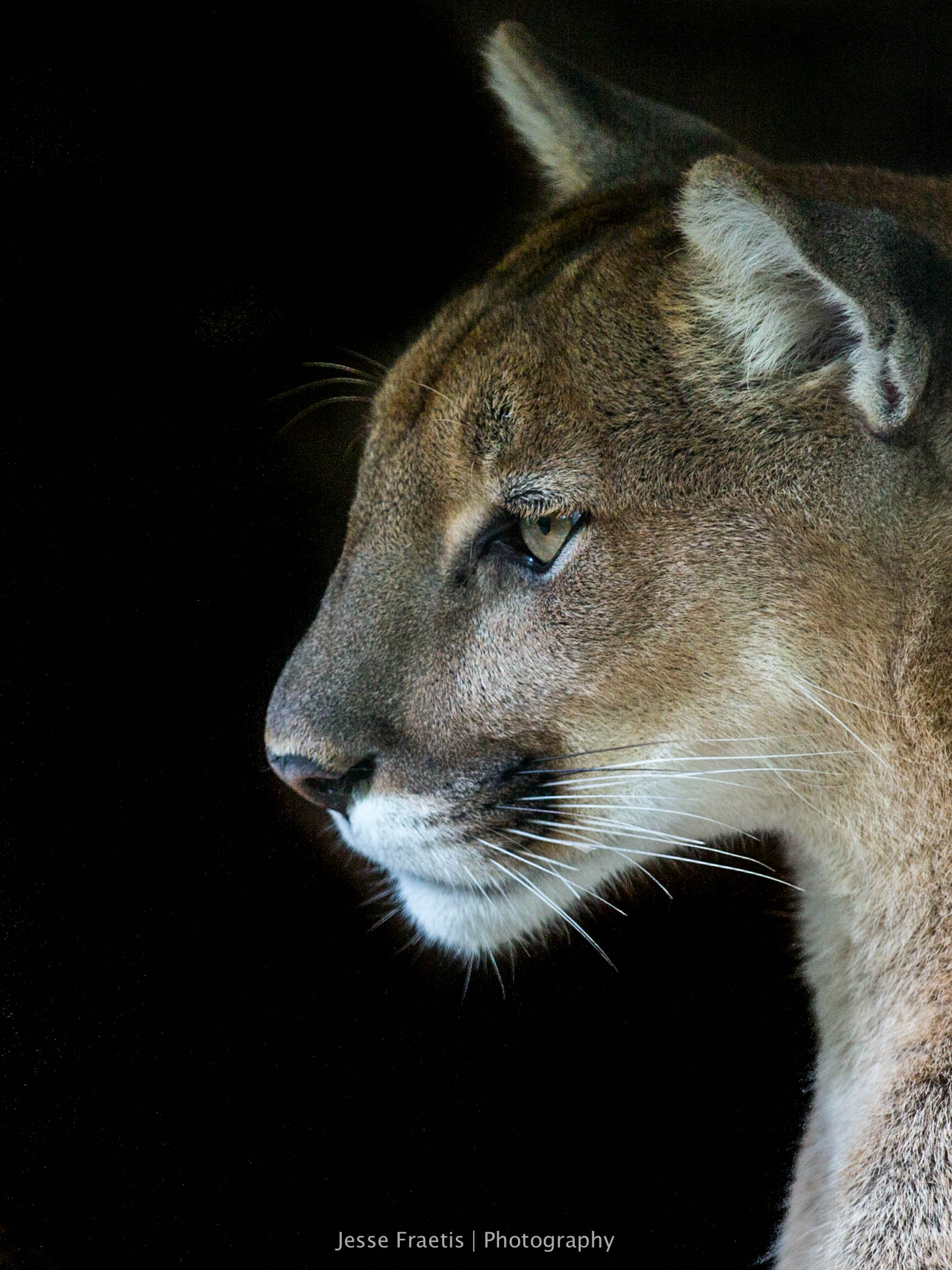 Photographed at the Western North Carolina Nature Center in Asheville, North Carolina