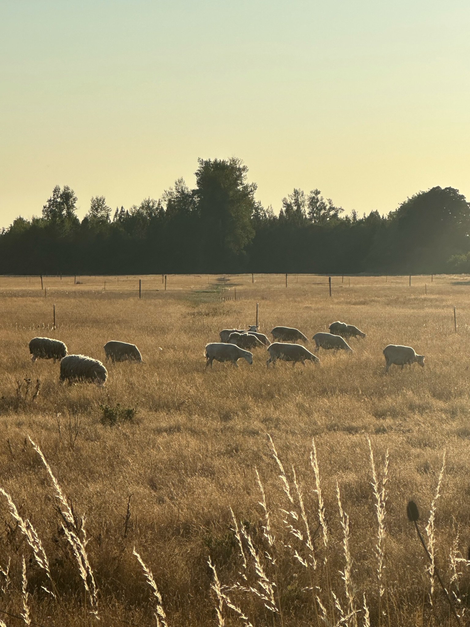 Whole-heartedly Home