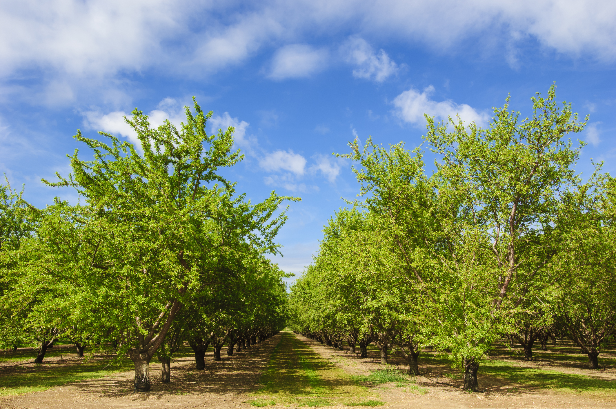Water-Advantaged Permanent Crops