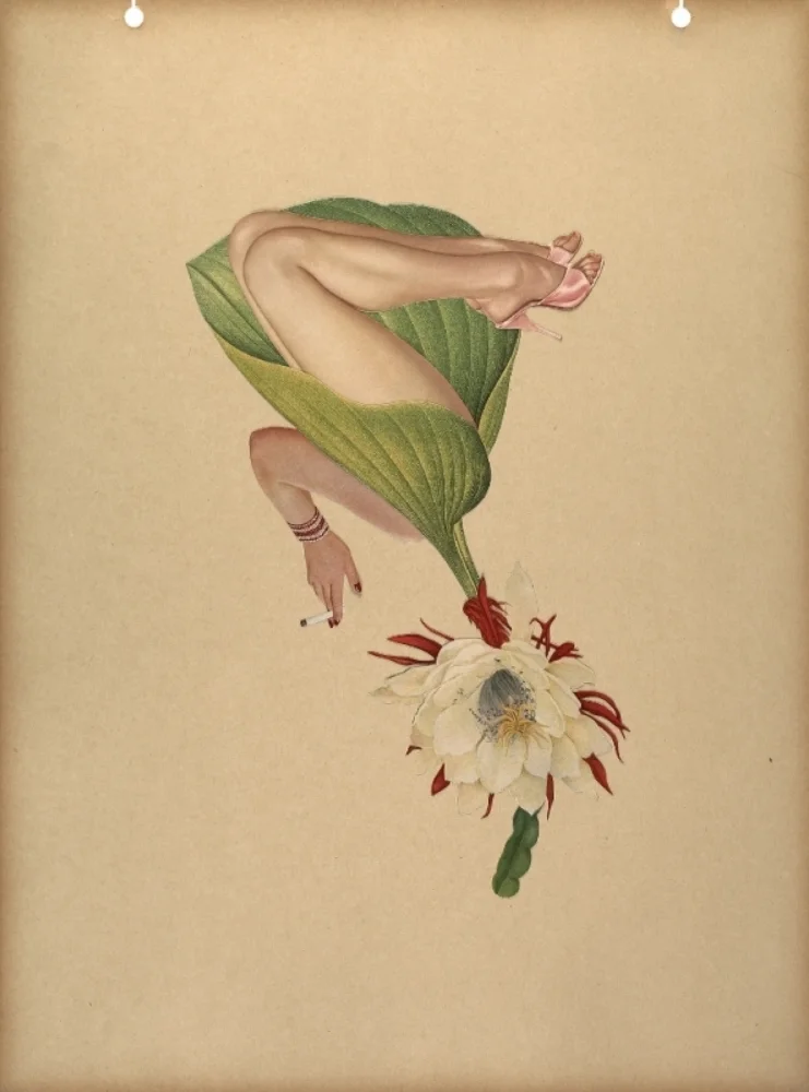 Cereus