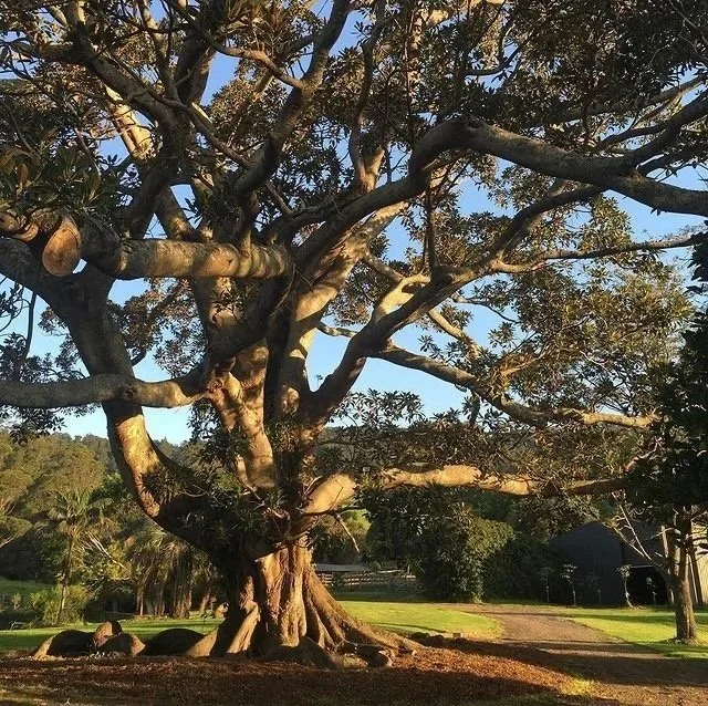 Tree.jpg