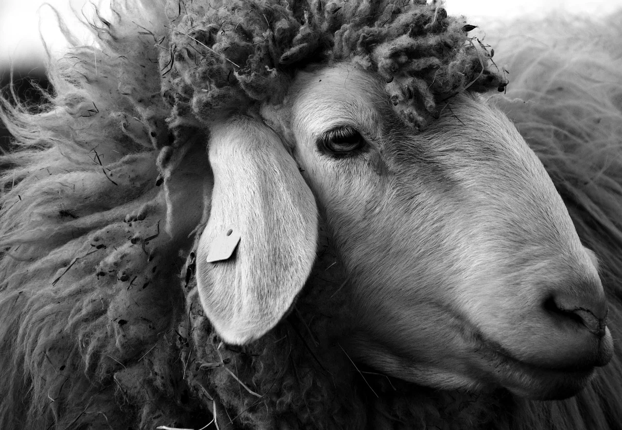 sheep-2166683_1280.jpg