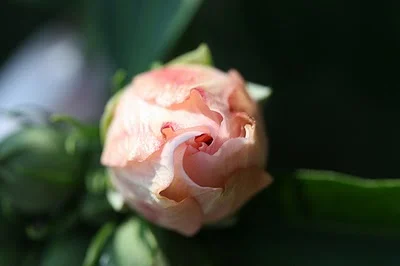 2651113003_8017dd3980_large.jpg