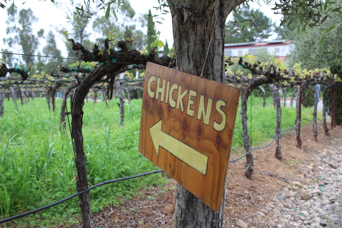 Hagafen Winery - Photo Credit: Local Wally