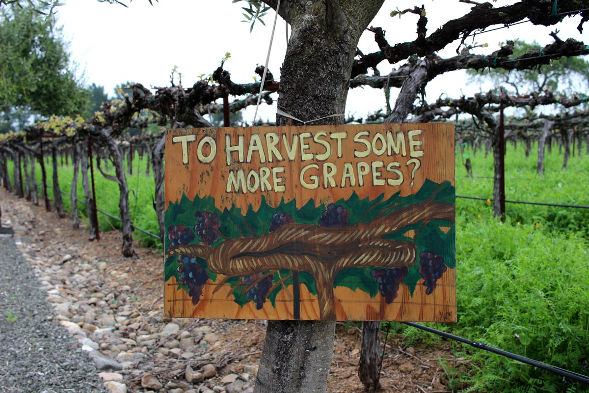 Hagafen Winery Silverado Trail Napa