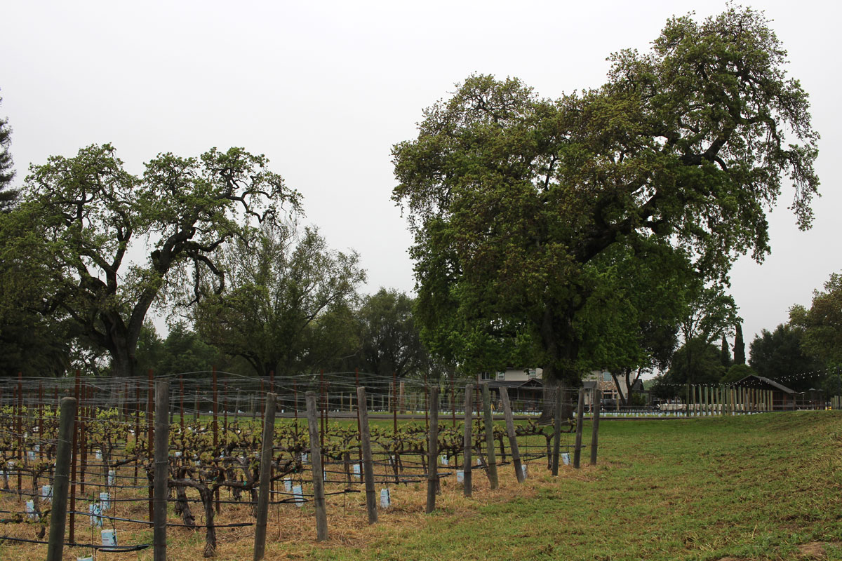 Judd's Hill Winery Napa