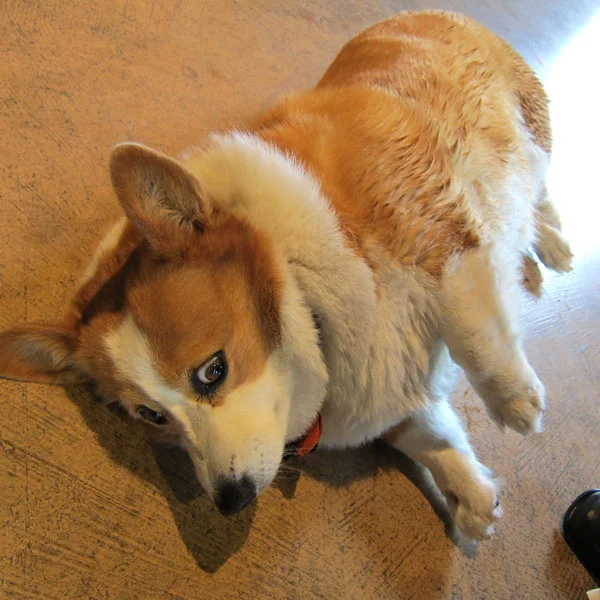 Can you bring your dog to a Napa winery?