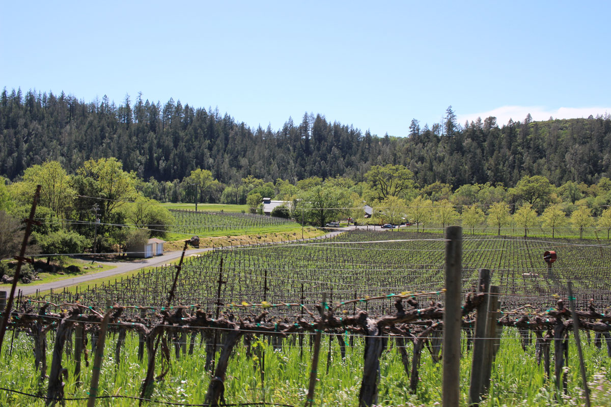 Conn Valley Winery Napa