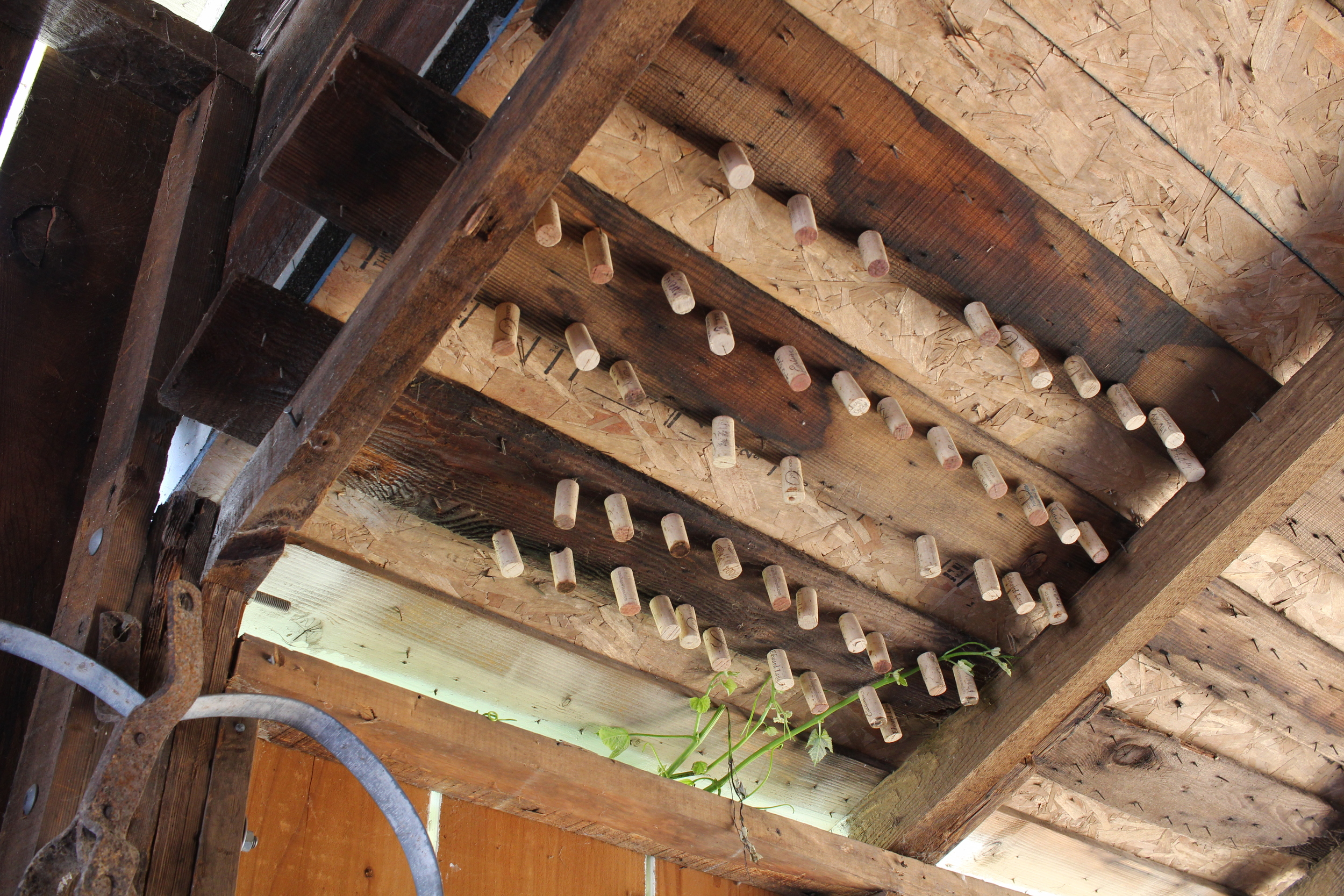 Corks hanging from the roof in the barn (Canihan Winery)