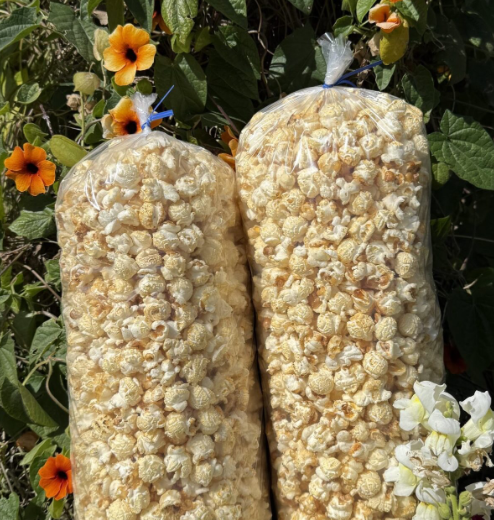 Screenshot 2026-02-23 at 11.15.12 AM.png