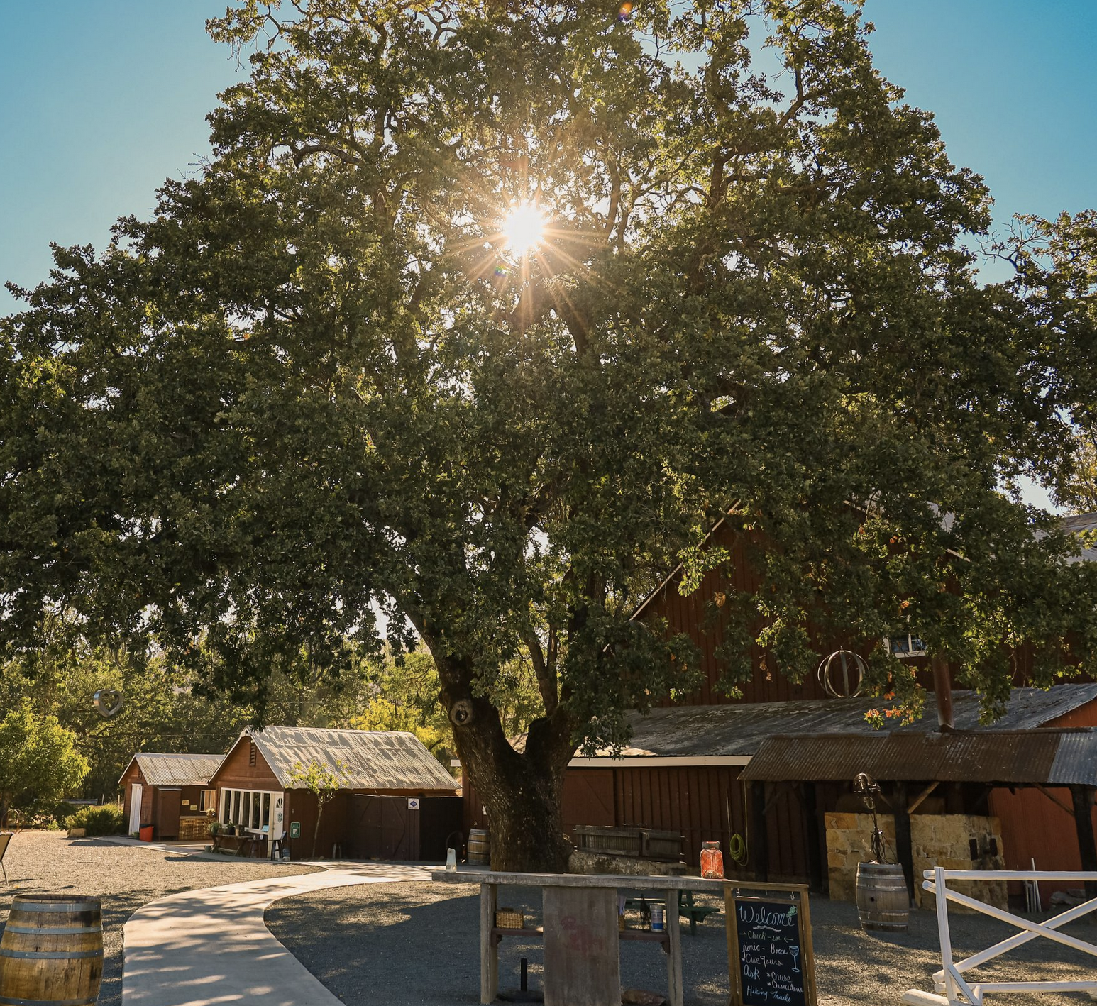 Giant tree outside of Pope Valley Winery