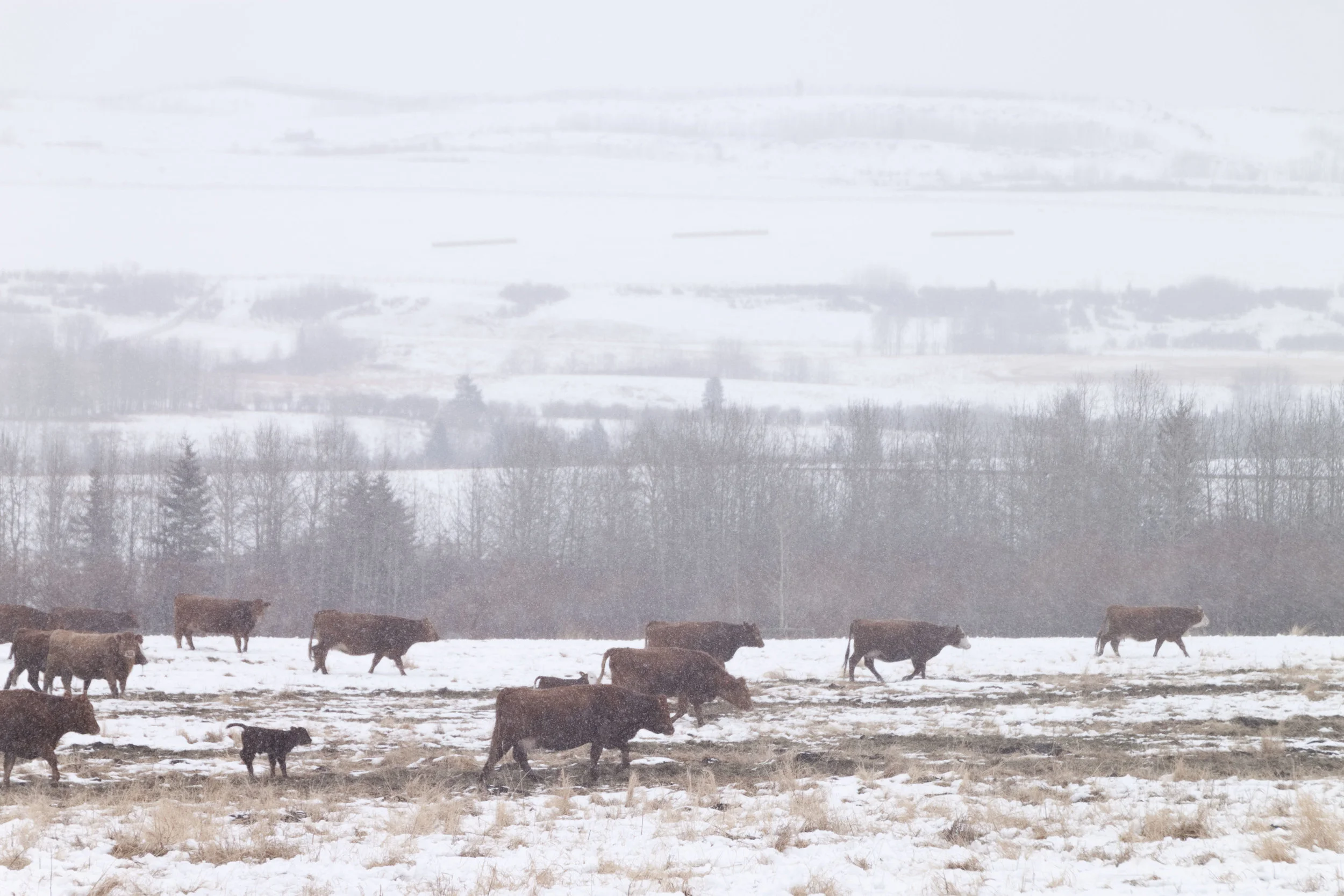 swans and cows-294.jpg